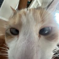 Người Cắm Cọc